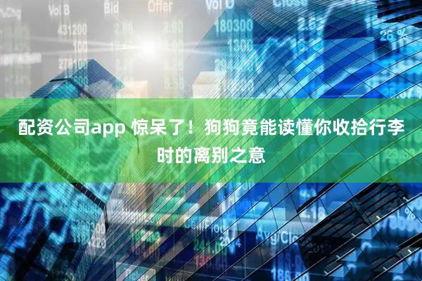配资公司app 惊呆了！狗狗竟能读懂你收拾行李时的离别之意