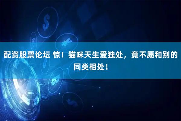 配资股票论坛 惊！猫咪天生爱独处，竟不愿和别的同类相处！